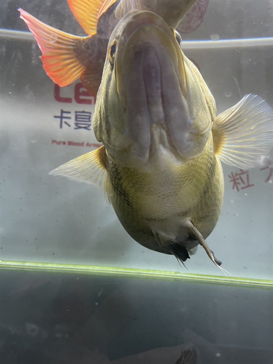 簽