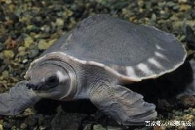 豬鼻龜最低溫度是多少：豬鼻龜冬季水溫最低多少水溫最低多少(-龍魚批發