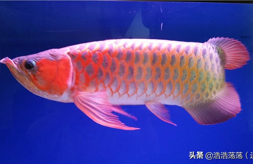 紅龍魚配魚:什么魚和紅龍魚一起養好