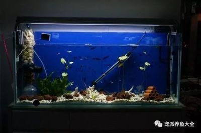 大魚缸一年多少錢電費：大魚缸一年電費的計算方法