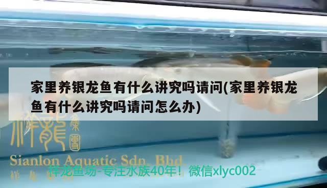 家里養銀龍魚有什么講究嗎請問(家里養銀龍魚有什么講究嗎請問怎么辦)