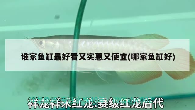 尤溪龍魚有哪些品種？（亞洲龍魚品種對照表尤溪龍魚價格是多少尤溪龍魚價格是多少）