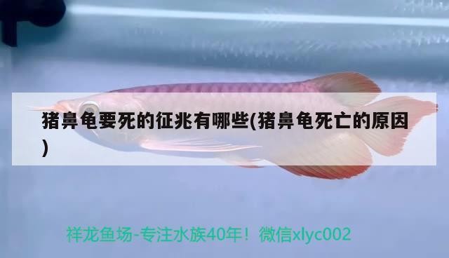 豬鼻龜要死的征兆有哪些(豬鼻龜死亡的原因)