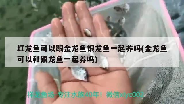 紅龍魚可以跟金龍魚銀龍魚一起養嗎(金龍魚可以和銀龍魚一起養嗎)