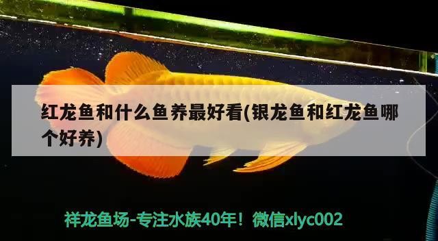 紅龍魚和什么魚養最好看(銀龍魚和紅龍魚哪個好養)
