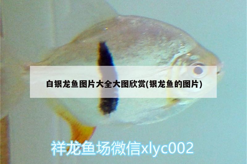 尤溪龍魚有哪些品種？（亞洲龍魚品種對照表尤溪龍魚價格是多少尤溪龍魚價格是多少）