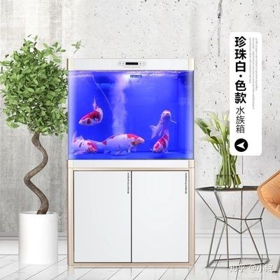大魚水族魚缸養什么魚好呢：大魚缸適合養什么魚？