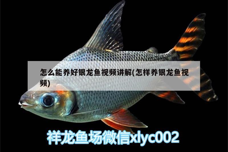 怎么能養好銀龍魚視頻講解(怎樣養銀龍魚視頻)
