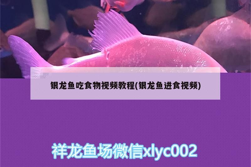 銀龍魚吃食物視頻教程(銀龍魚進食視頻)