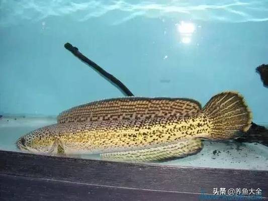 紅龍魚的價格與購買價格對比圖（紅龍魚的價格與購買價格對比圖片）