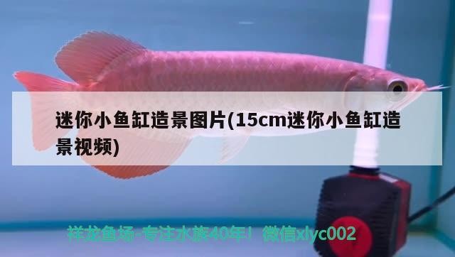 迷你小魚缸造景圖片(15cm迷你小魚缸造景視頻)