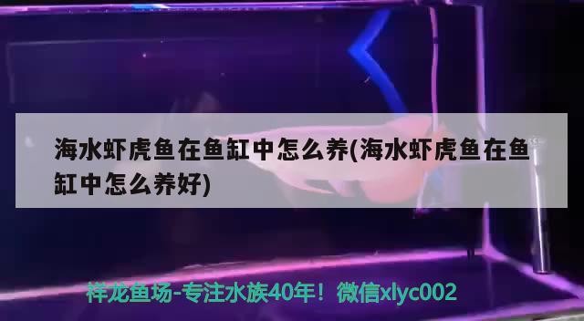 海水蝦虎魚在魚缸中怎么養(海水蝦虎魚在魚缸中怎么養好)