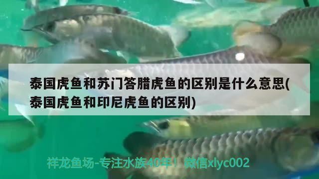 泰國虎魚和蘇門答臘虎魚的區別是什么意思(泰國虎魚和印尼虎魚的區別)