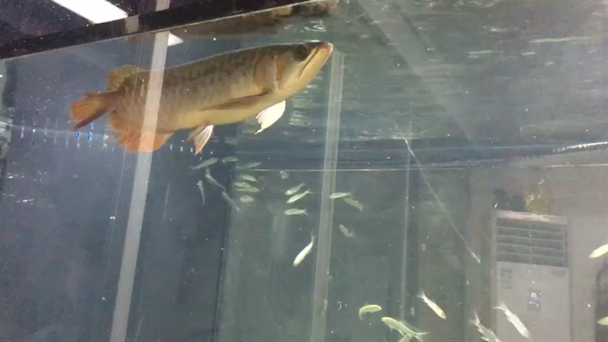 今晚無眠虎魚
