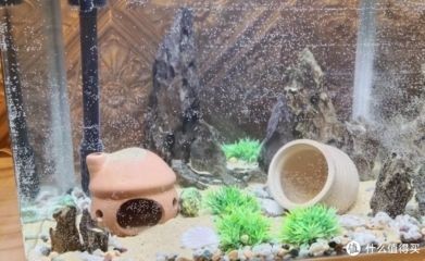 60的魚缸就養(yǎng)一條魚養(yǎng)什么魚好：60厘米的魚缸中養(yǎng)一條魚時，有幾個因素需要考慮，需要考慮