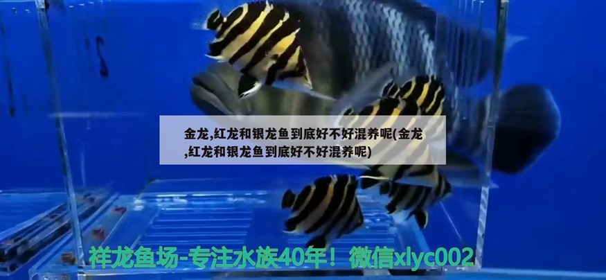金龍,紅龍和銀龍魚到底好不好混養(yǎng)呢(金龍,紅龍和銀龍魚到底好不好混養(yǎng)呢)