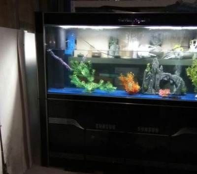 大型魚缸什么牌子的質量好：大型魚缸品牌排行榜
