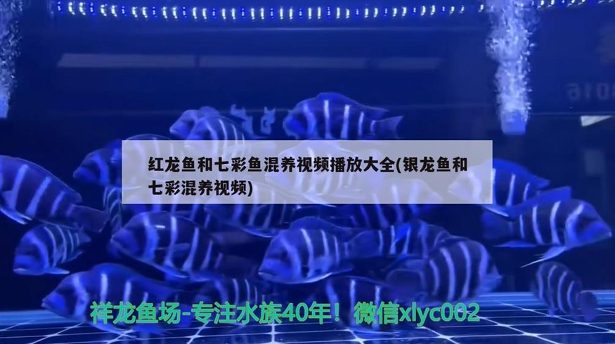 紅龍魚和七彩魚混養視頻播放大全(銀龍魚和七彩混養視頻)
