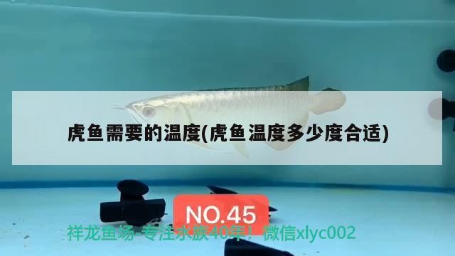 虎魚需要的溫度(虎魚溫度多少度合適)