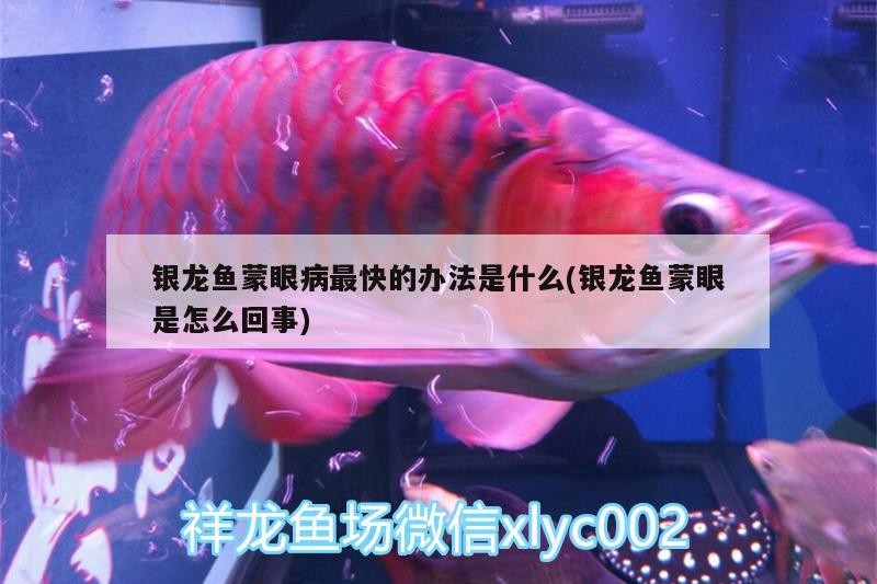 銀龍魚(yú)蒙眼病最快的辦法是什么(銀龍魚(yú)蒙眼是怎么回事)
