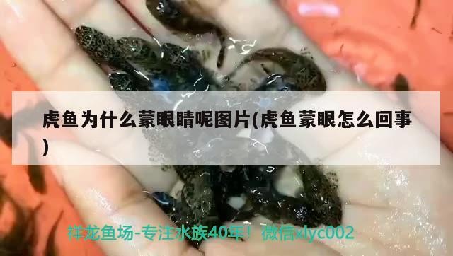 虎魚為什么蒙眼睛呢圖片(虎魚蒙眼怎么回事)