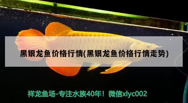 黑銀龍魚價(jià)格行情(黑銀龍魚價(jià)格行情走勢)