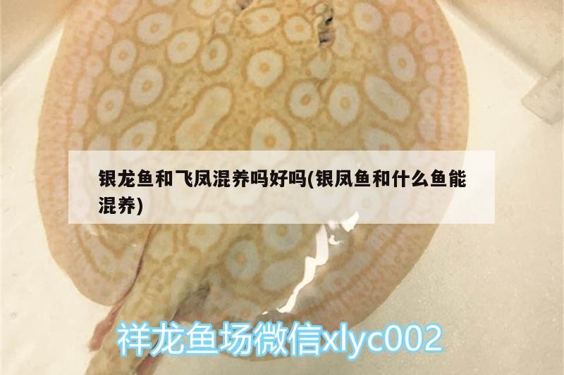 銀龍魚(yú)和飛鳳混養(yǎng)嗎好嗎(銀鳳魚(yú)和什么魚(yú)能混養(yǎng))