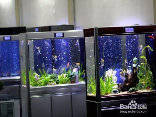 紅龍魚的飼養(yǎng)方法（紅龍魚的飼養(yǎng)方法講解視頻）