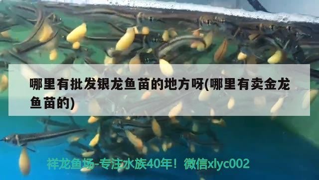 哪里有批發(fā)銀龍魚(yú)苗的地方呀(哪里有賣金龍魚(yú)苗的)