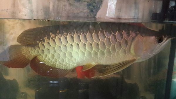 金龍魚豎鱗