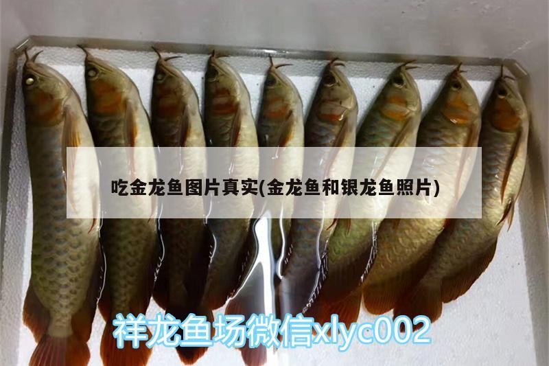 吃金龍魚圖片真實(金龍魚和銀龍魚照片)