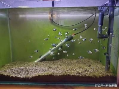 白色魚缸養什么魚好看又好養