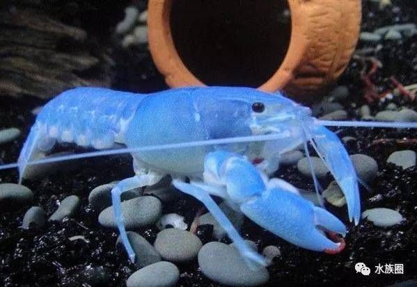 白色魚缸養什么魚好看又好養