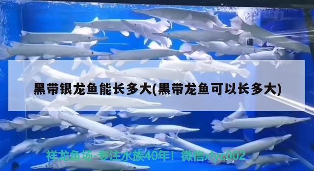 黑帶銀龍魚能長多大(黑帶龍魚可以長多大)