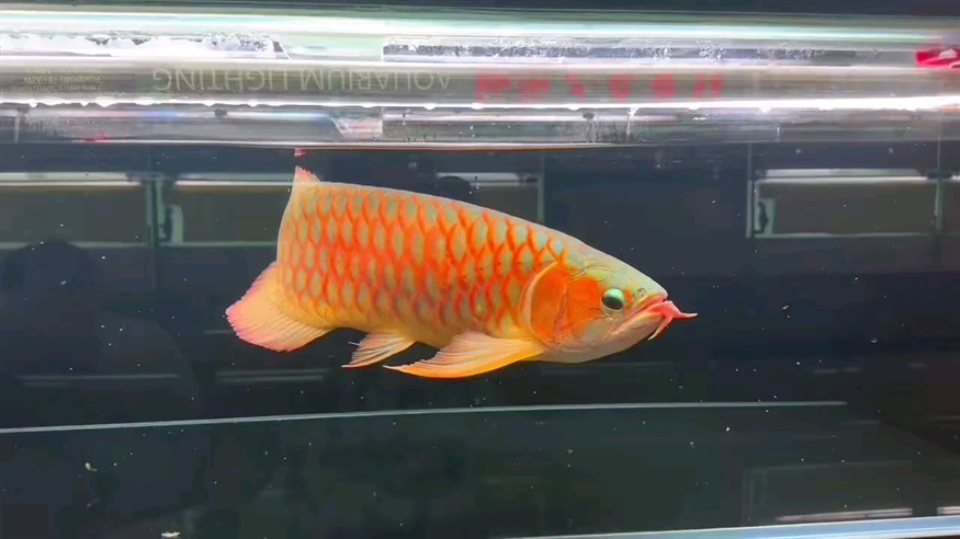 掉眼紅龍