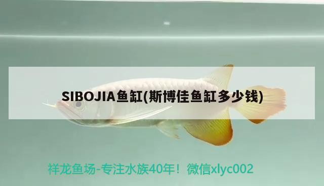 豬鼻龜跟什么龍魚混養好，精選問答