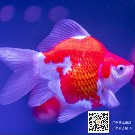 錦州水族館新缸濾材