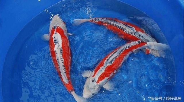 大魚缸觀賞魚怎么養好：觀賞魚混養學問
