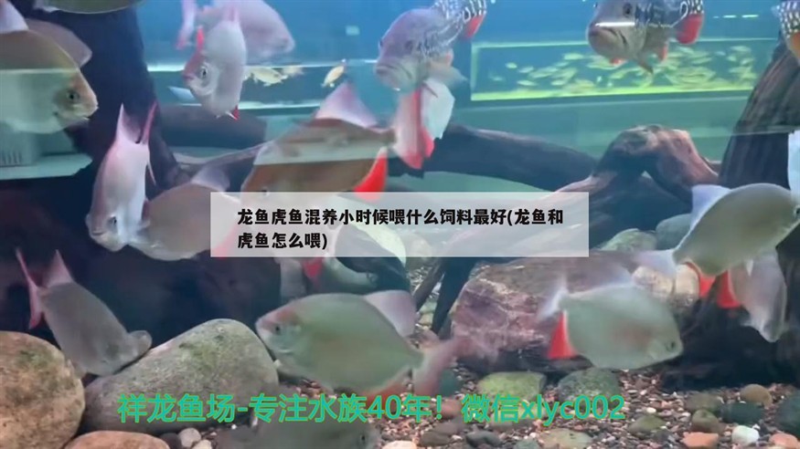 龍魚虎魚混養小時候喂什么飼料最好(龍魚和虎魚怎么喂)