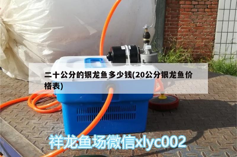 二十公分的銀龍魚多少錢(20公分銀龍魚價(jià)格表)