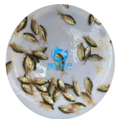 淡水白鯧養在魚缸里