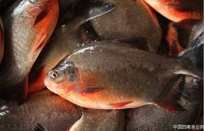 淡水白鯧養在魚缸里