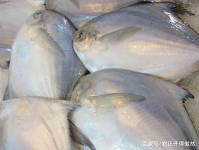 淡水白鯧養在魚缸里