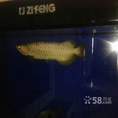 龍魚好養還是虎魚好養(和龍魚虎魚混養的魚_)
