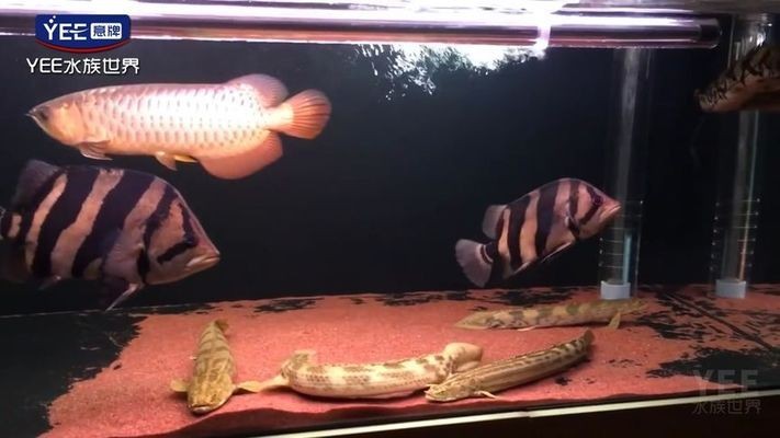 龍魚干蝦有營養嗎 怎樣養紅龍魚體型好(怎樣養紅龍魚體型好看) 紅龍魚百科 怎樣養紅龍魚體型好(怎樣養紅龍魚體型好看) 怎樣養紅龍魚體型好(怎樣養紅龍魚體型好看) 紅龍魚百科