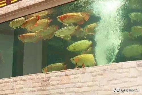 紅龍魚混養(yǎng)最佳搭配圖:龍魚鳳魚虎魚怎么一起養(yǎng) 紅龍魚混養(yǎng)最佳搭配圖:龍魚鳳魚虎魚怎么一起養(yǎng) 虎魚百科