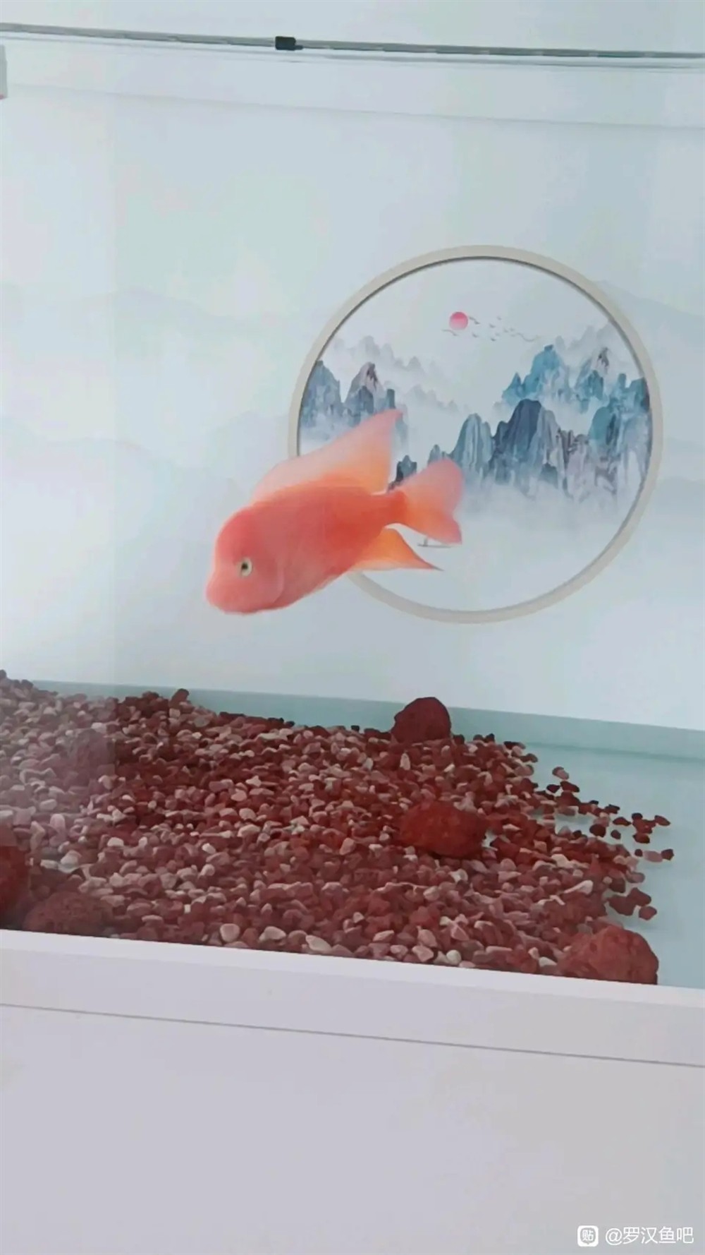 第一次養紅馬