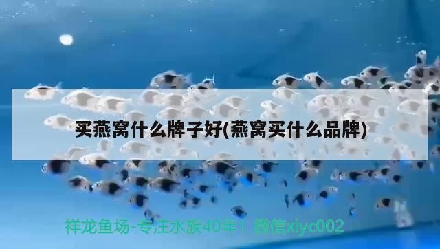 豬鼻龜腐甲
