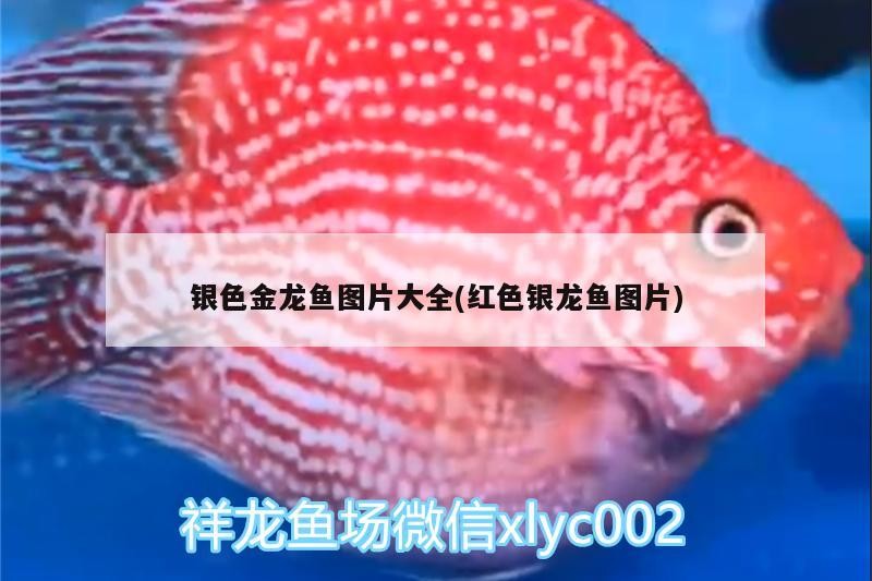 銀色金龍魚圖片大全(紅色銀龍魚圖片)