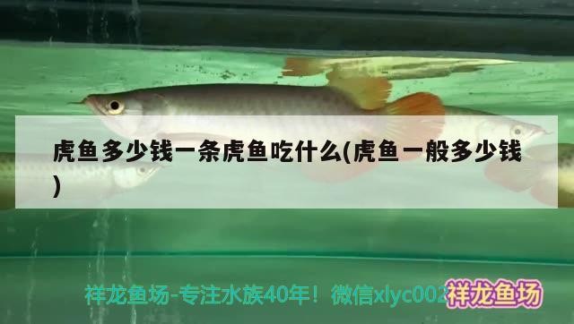 虎魚多少錢一條虎魚吃什么(虎魚一般多少錢)
